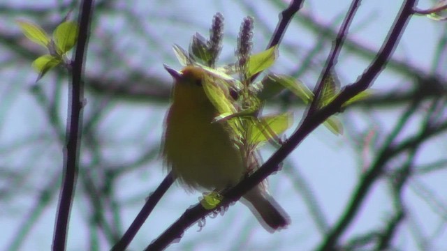 Prothonotary Warbler - ML531704691