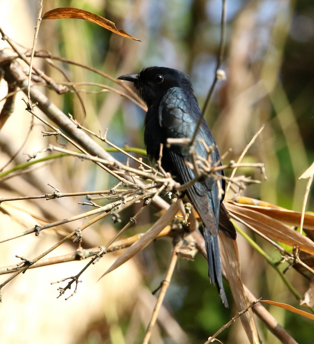Square-tailed Drongo-Cuckoo - ML531704711