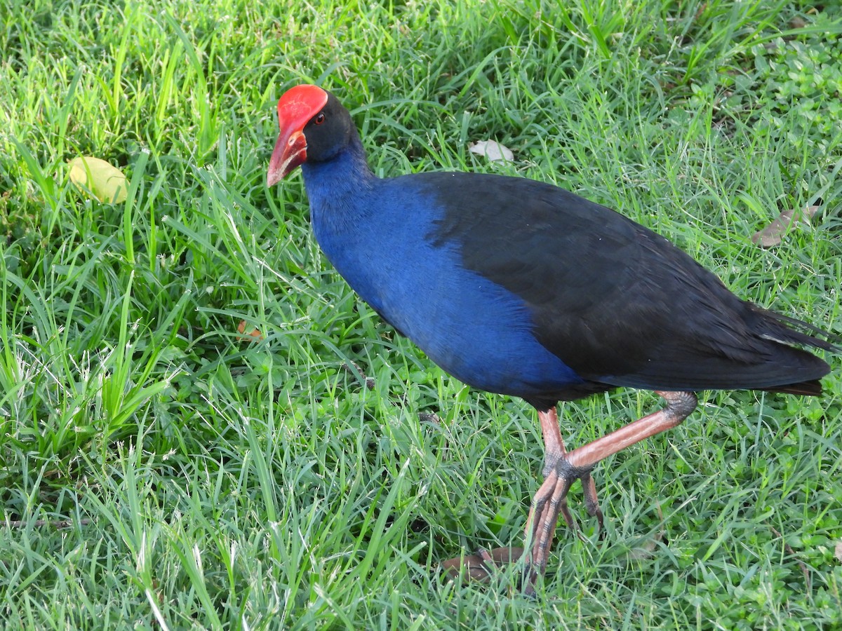 Australasian Swamphen - ML531706231