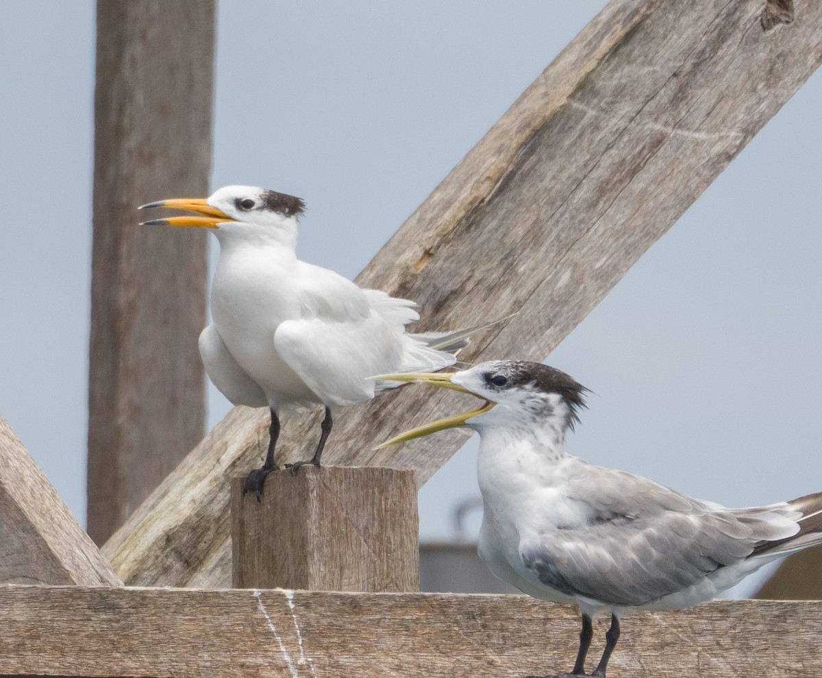 Chinese Crested Tern - ML531706891