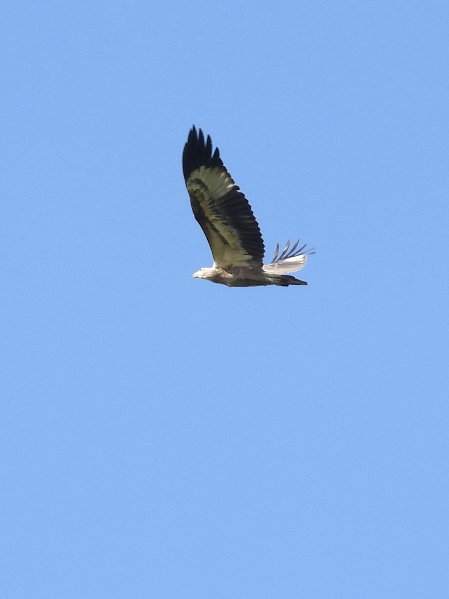 White-bellied Sea-Eagle - ML531707061
