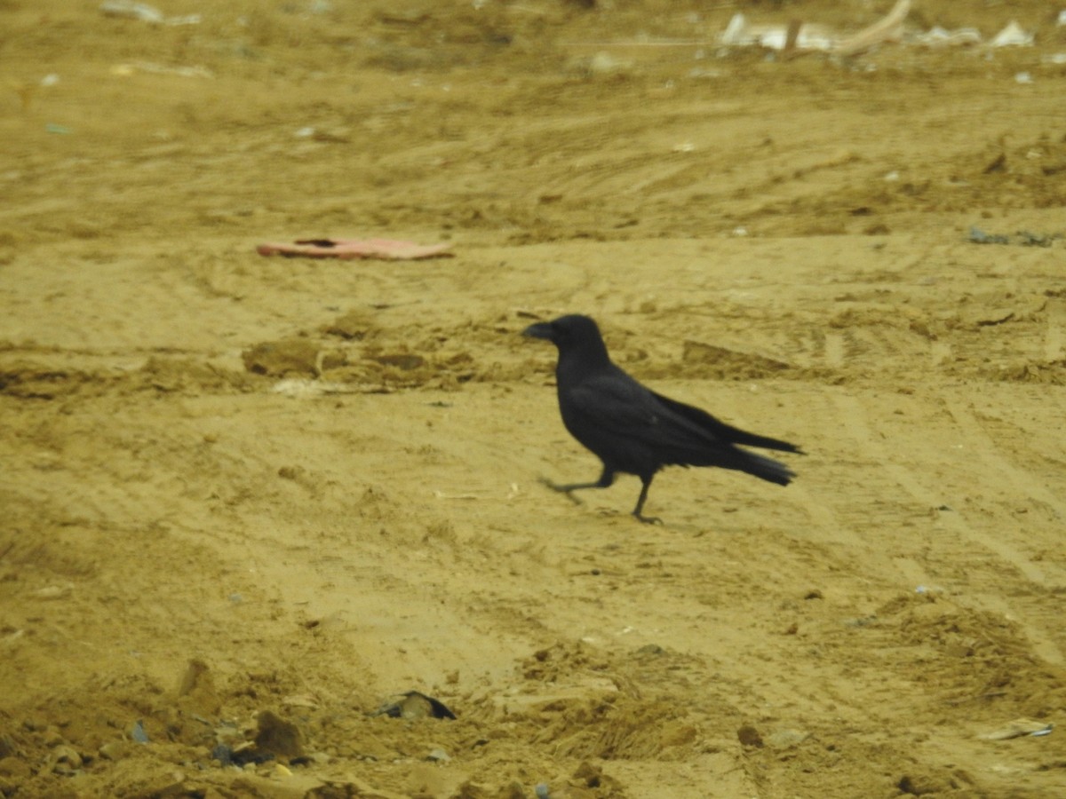 Chihuahuan Raven - ML531707521
