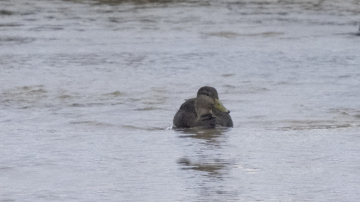 American Black Duck - Fran Meyerson