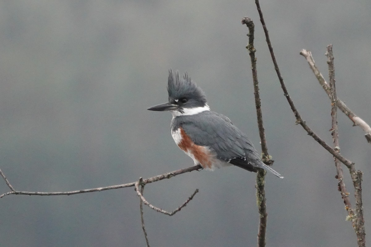 Belted Kingfisher - ML531709471