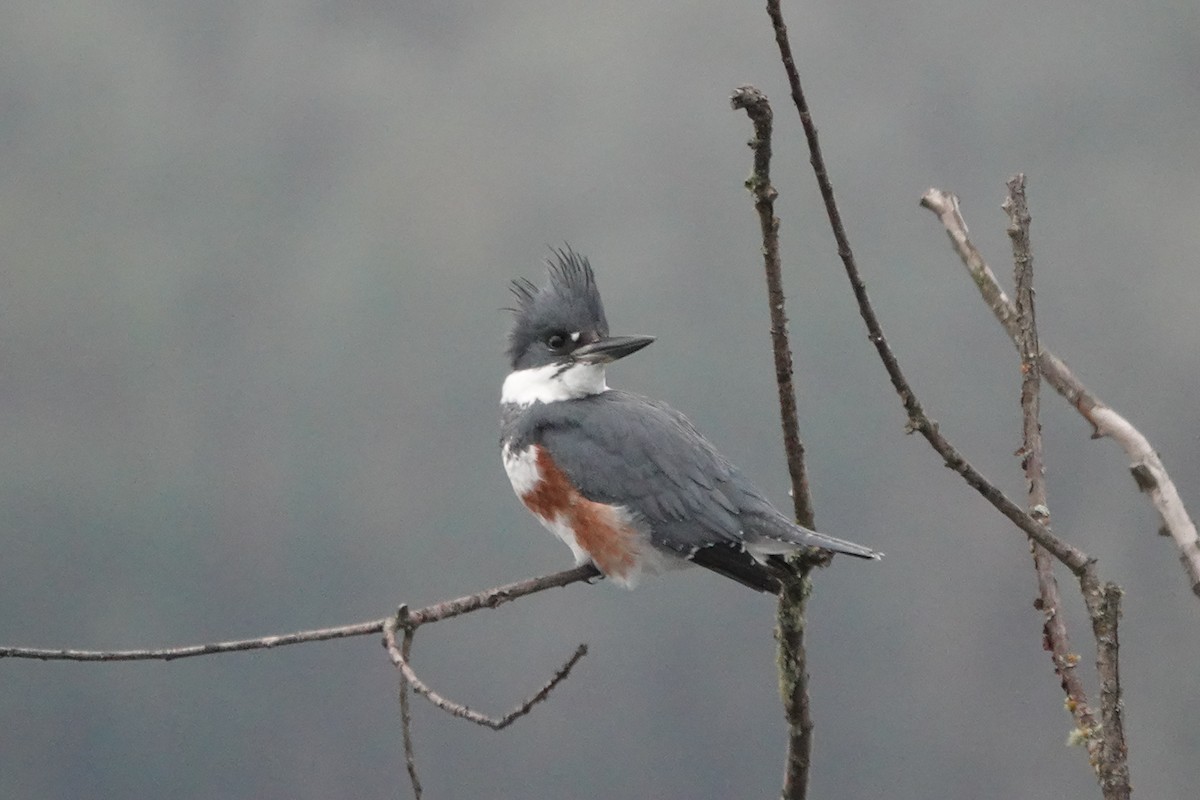 Belted Kingfisher - ML531709481