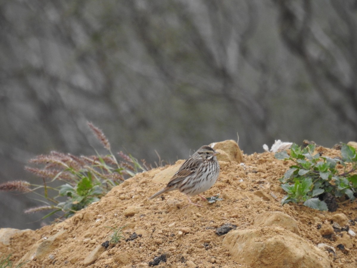 Savannah Sparrow - ML531709501