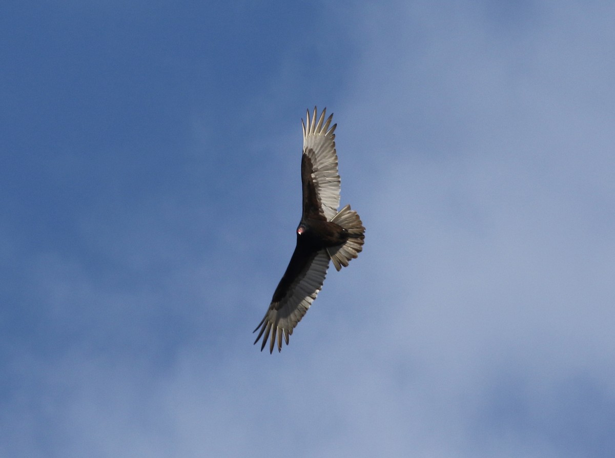 Turkey Vulture - ML53170991