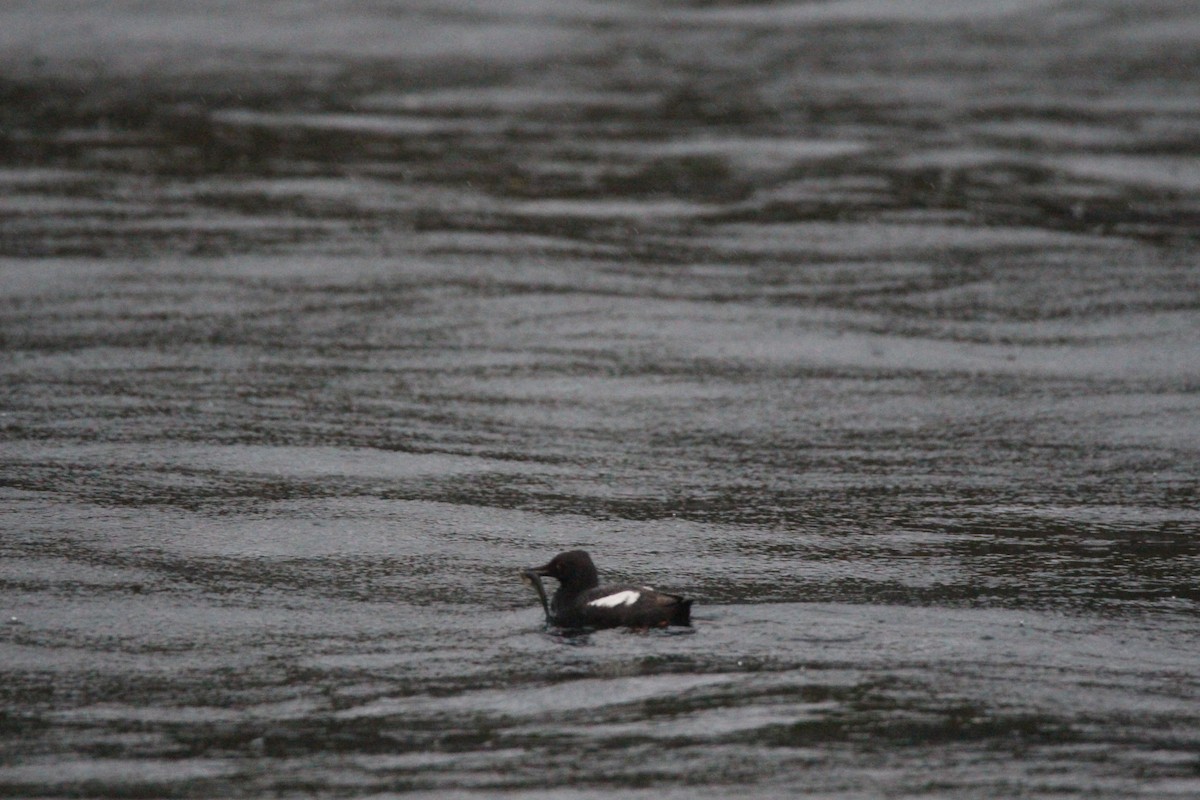 Pigeon Guillemot - Jesse Pline