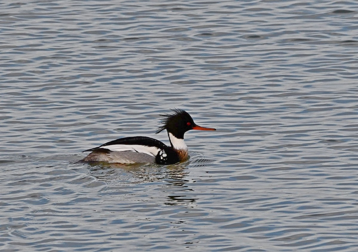 Red-breasted Merganser - ML531710361