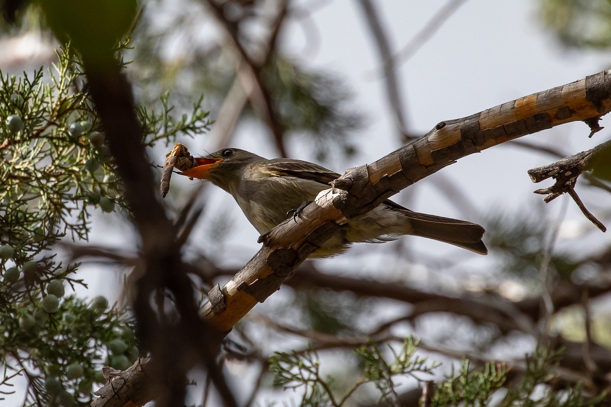 Greater Pewee - ML531710721