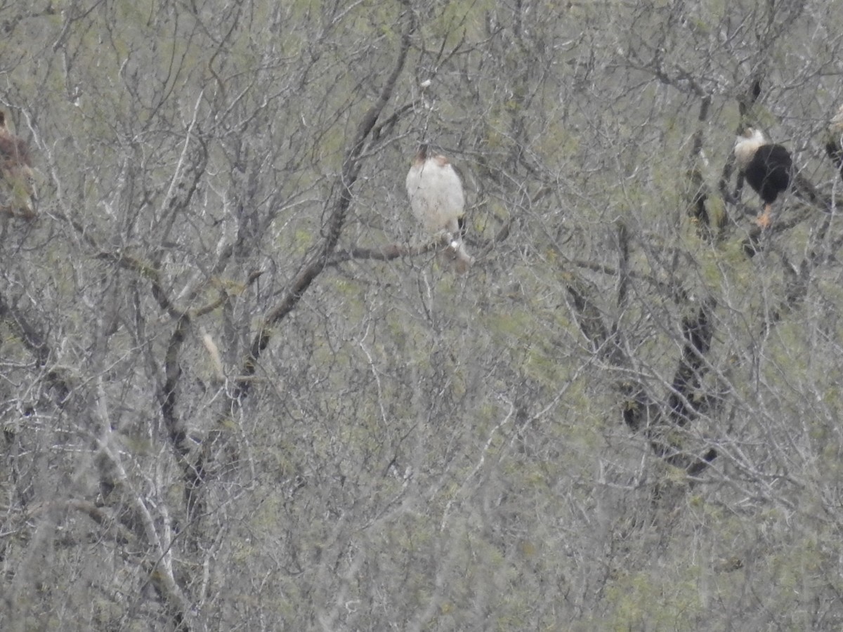 Red-tailed Hawk - ML531710821