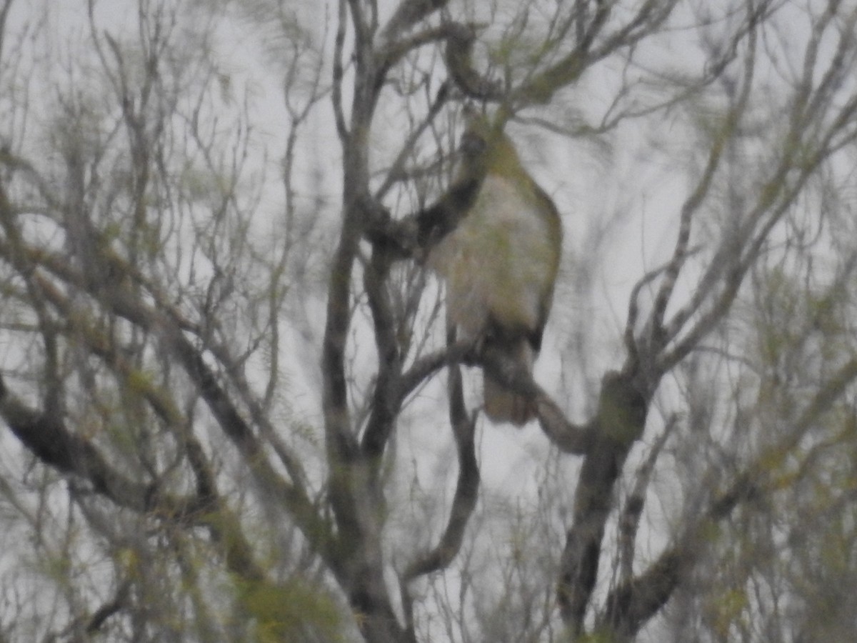 Red-tailed Hawk - ML531710831