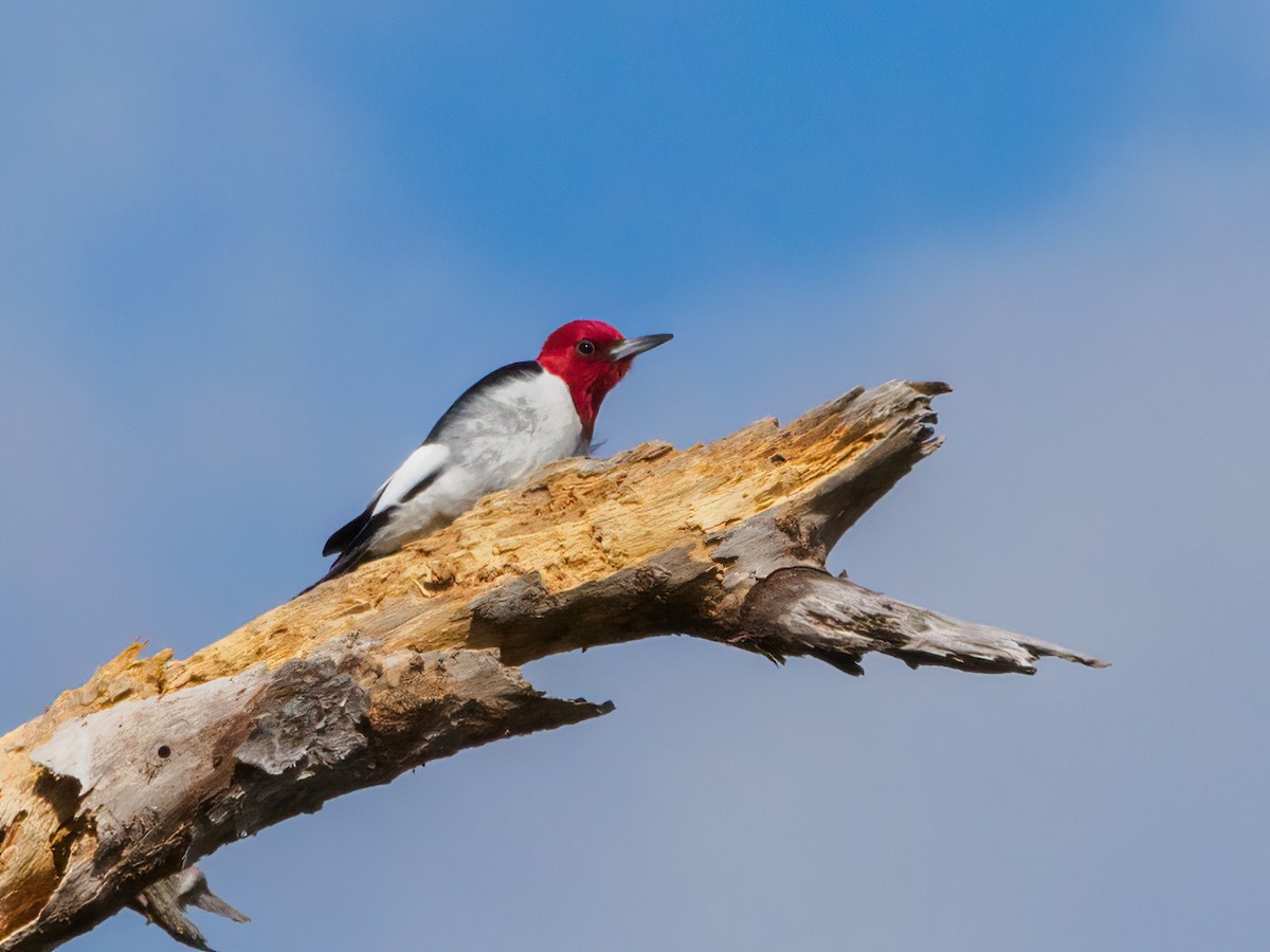 Red-headed Woodpecker - ML531711131