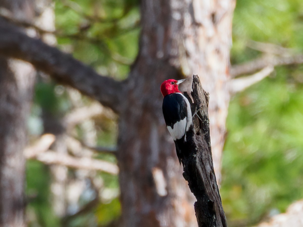 Red-headed Woodpecker - ML531711141