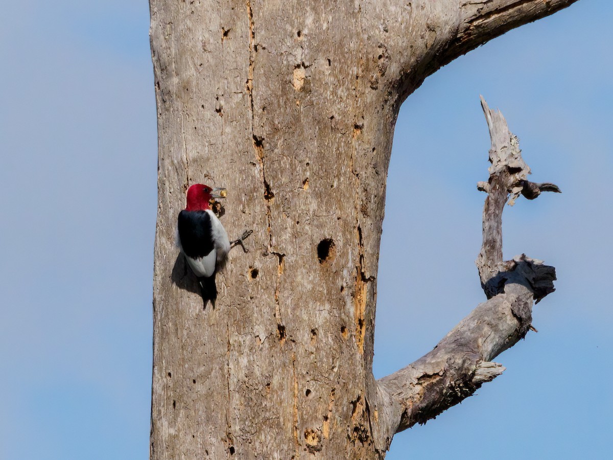 Red-headed Woodpecker - ML531711151