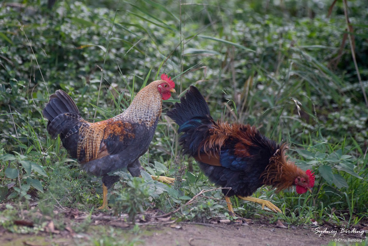 Red Junglefowl (Domestic type) - ML531711731