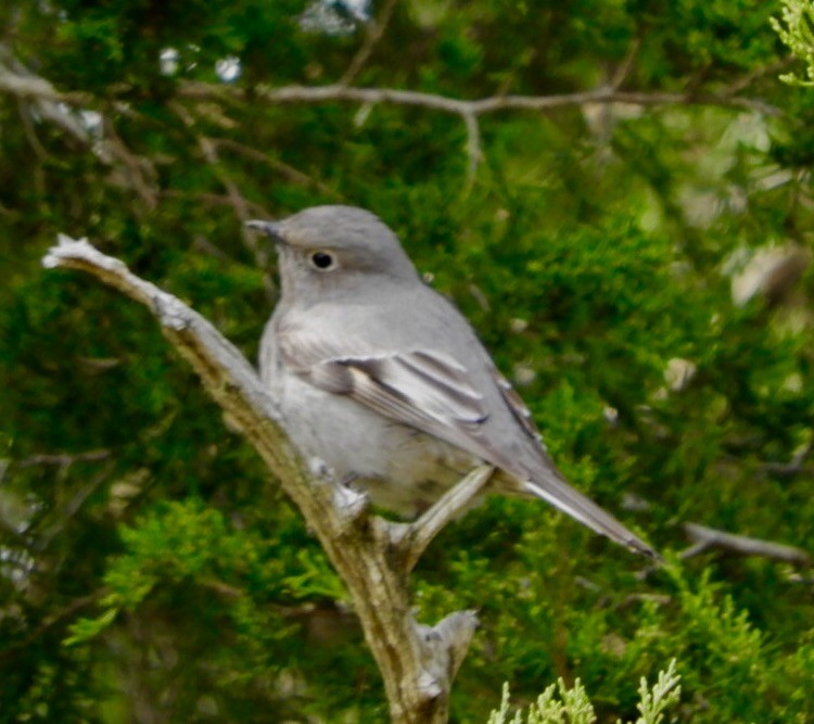 Townsend's Solitaire - Lois Rockhill
