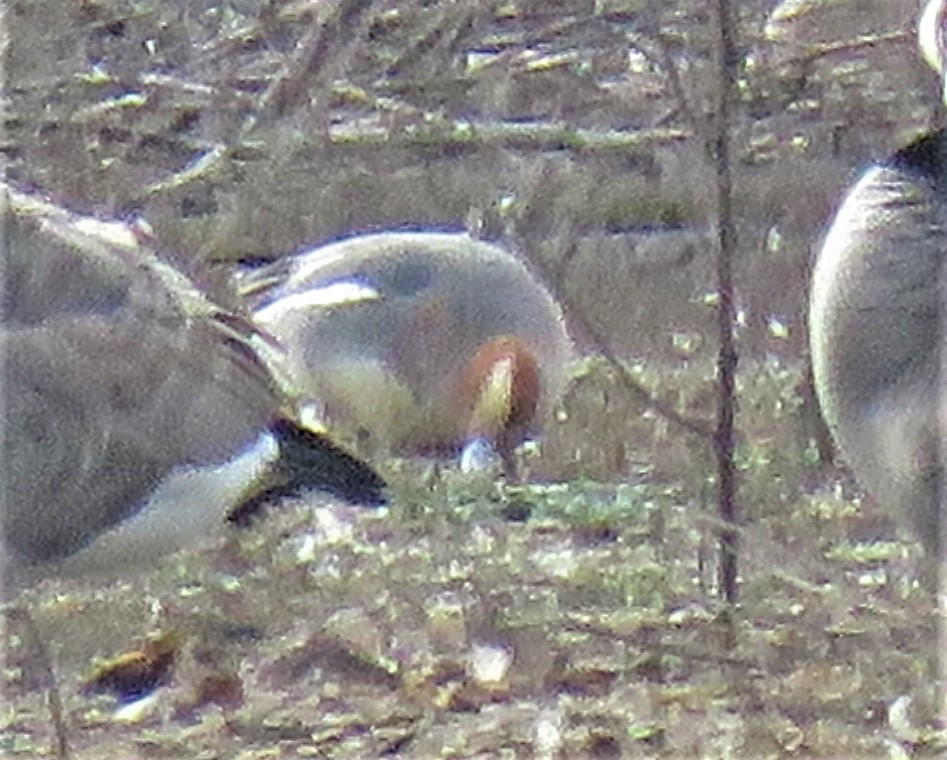 Eurasian Wigeon - ML531713111