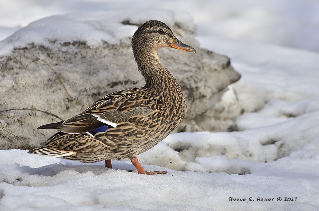 Mallard - Steeve R. Baker