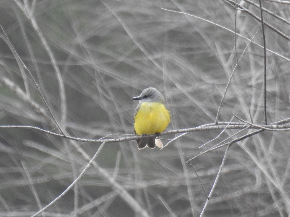 Couch's Kingbird - ML531713541