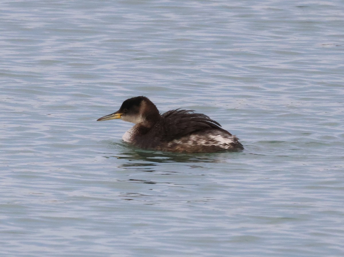 Red-necked Grebe - ML531714611