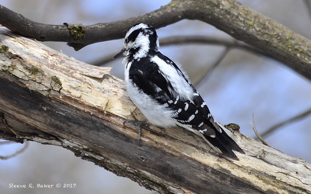Hairy Woodpecker - Steeve R. Baker
