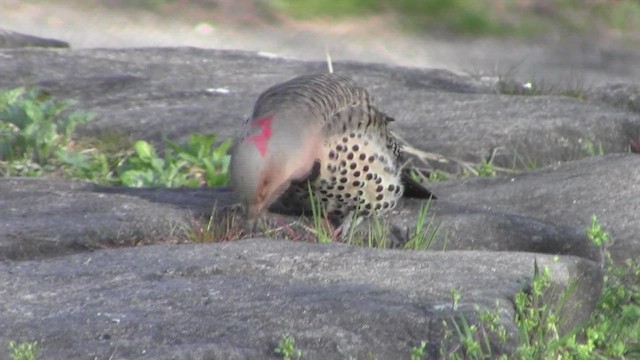 Northern Flicker (Yellow-shafted) - ML531714881