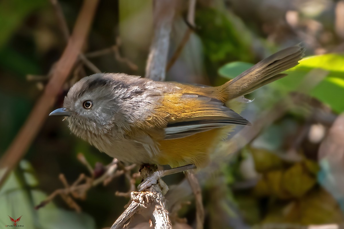 Fulvetta du Manipur - ML531715571