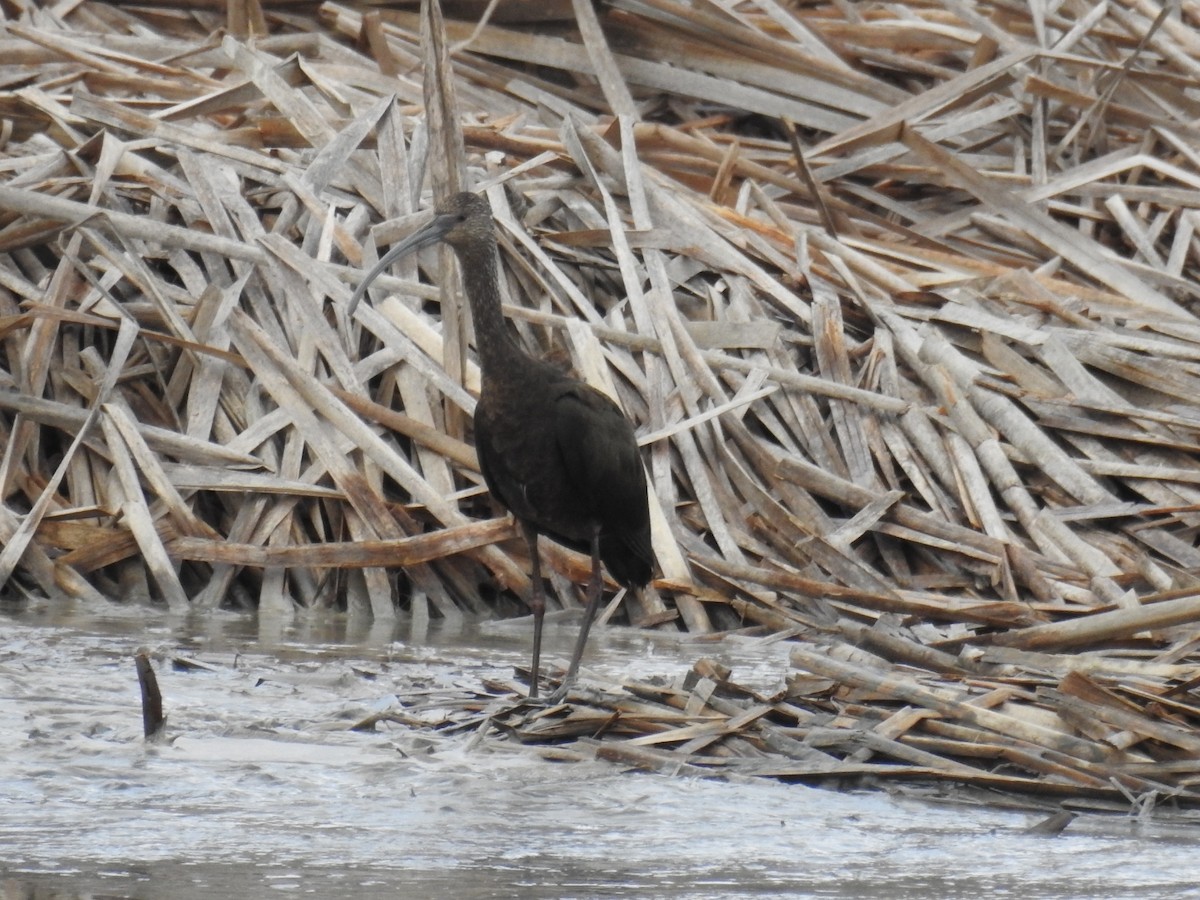 White-faced Ibis - Mark Shaver