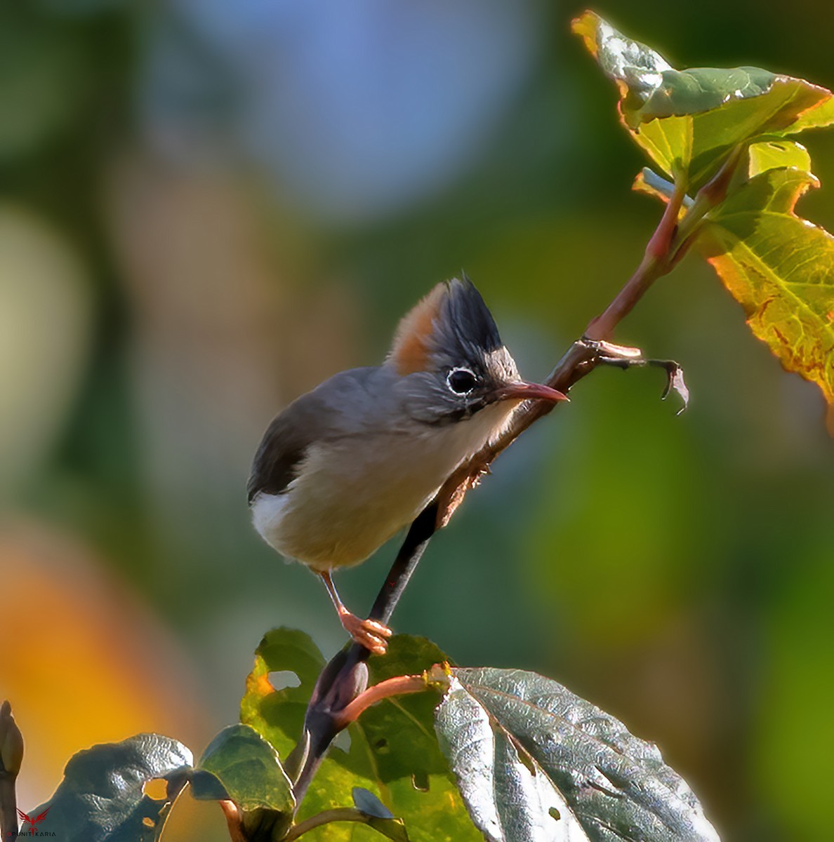 Yuhina à ventre roux - ML531715861