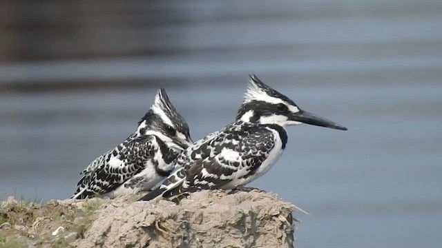 Pied Kingfisher - ML531716261