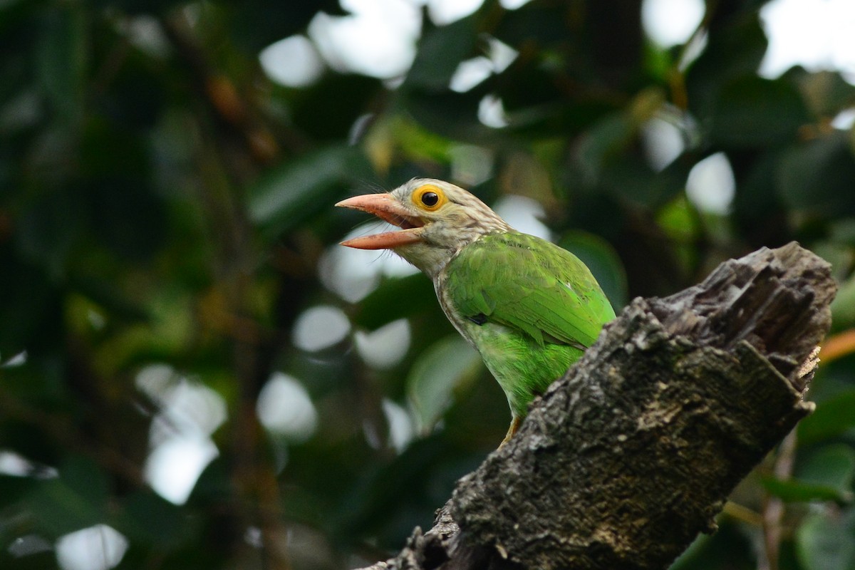 Lineated Barbet - ML531717001