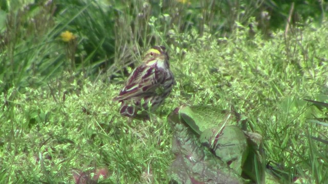 Savannah Sparrow (Savannah) - ML531717481