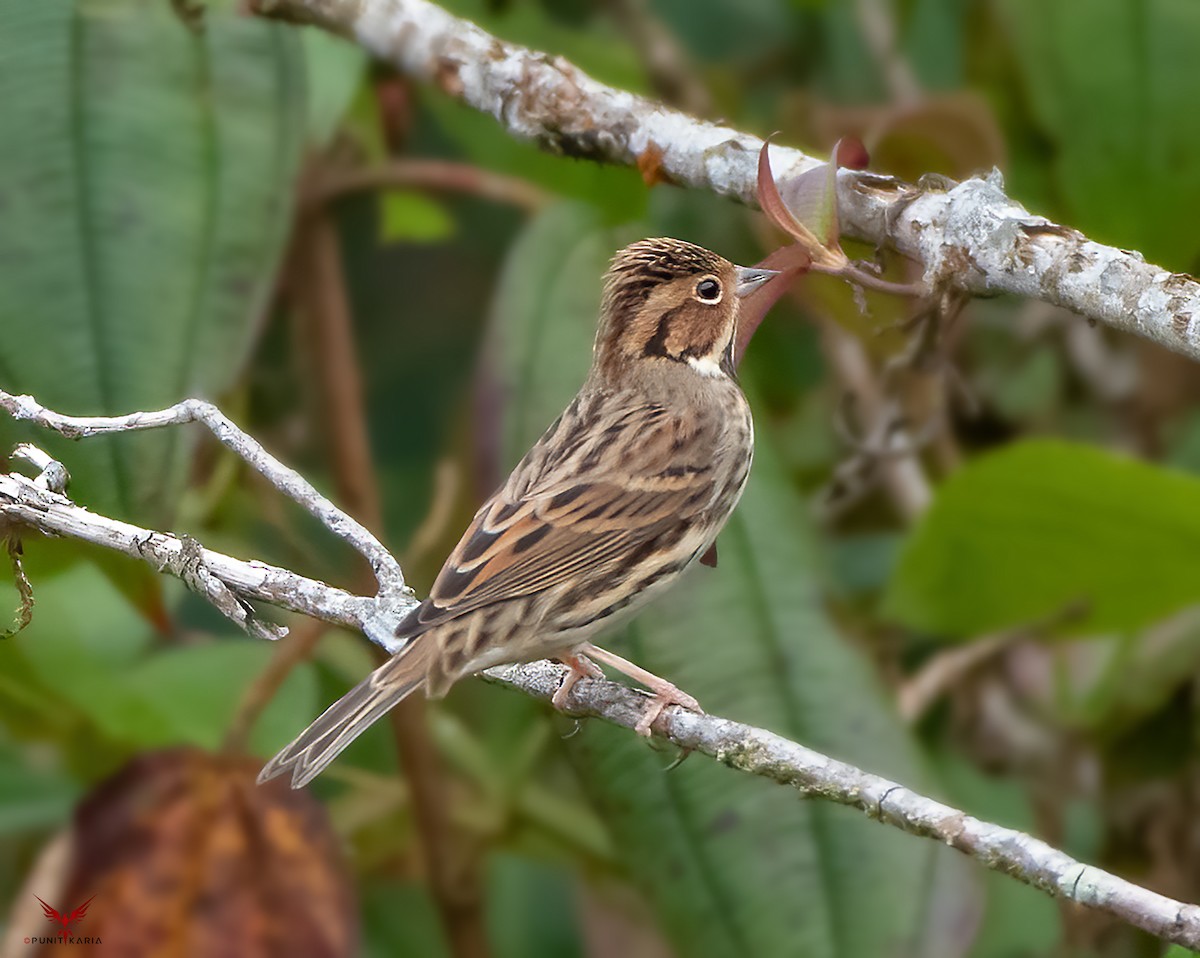 Little Bunting - ML531717751