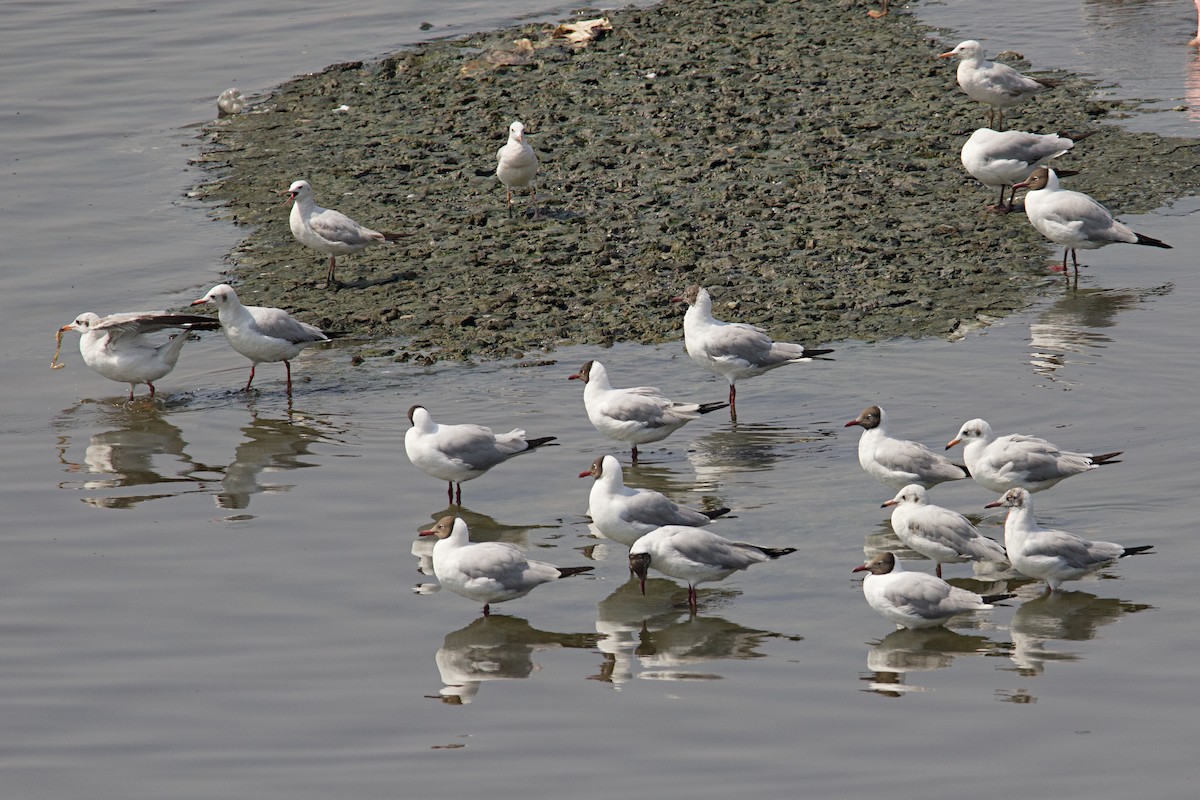 Gaviota Centroasiática - ML531717911