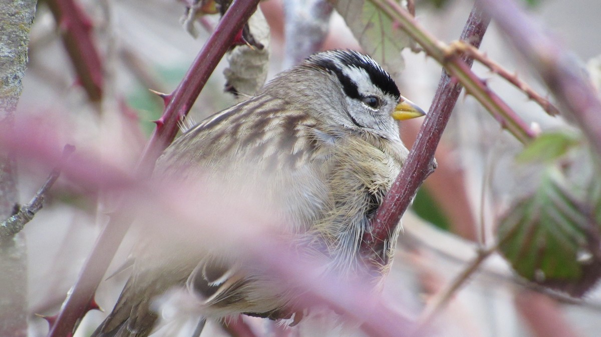 White-crowned Sparrow - ML531718121