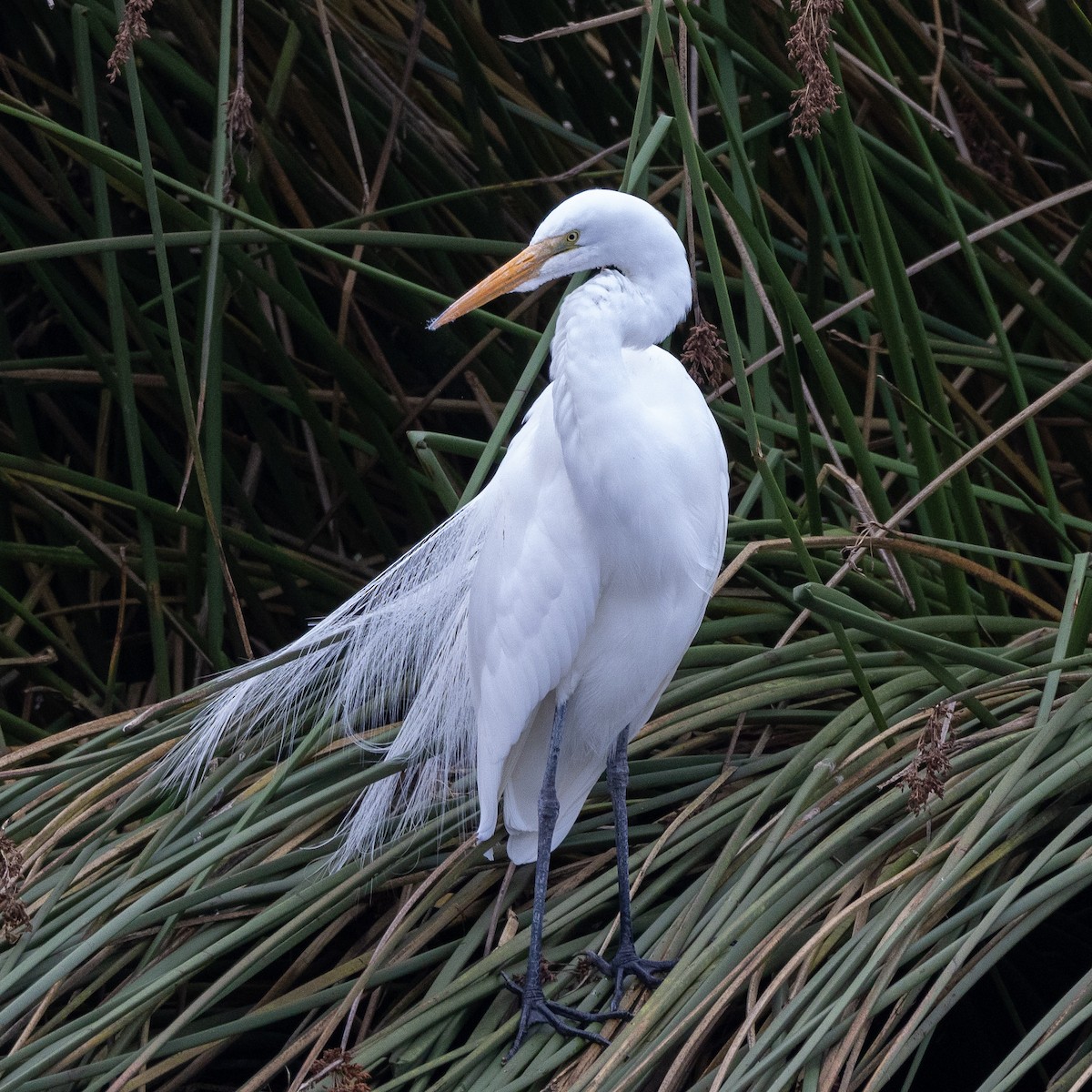 Great Egret - ML531718351