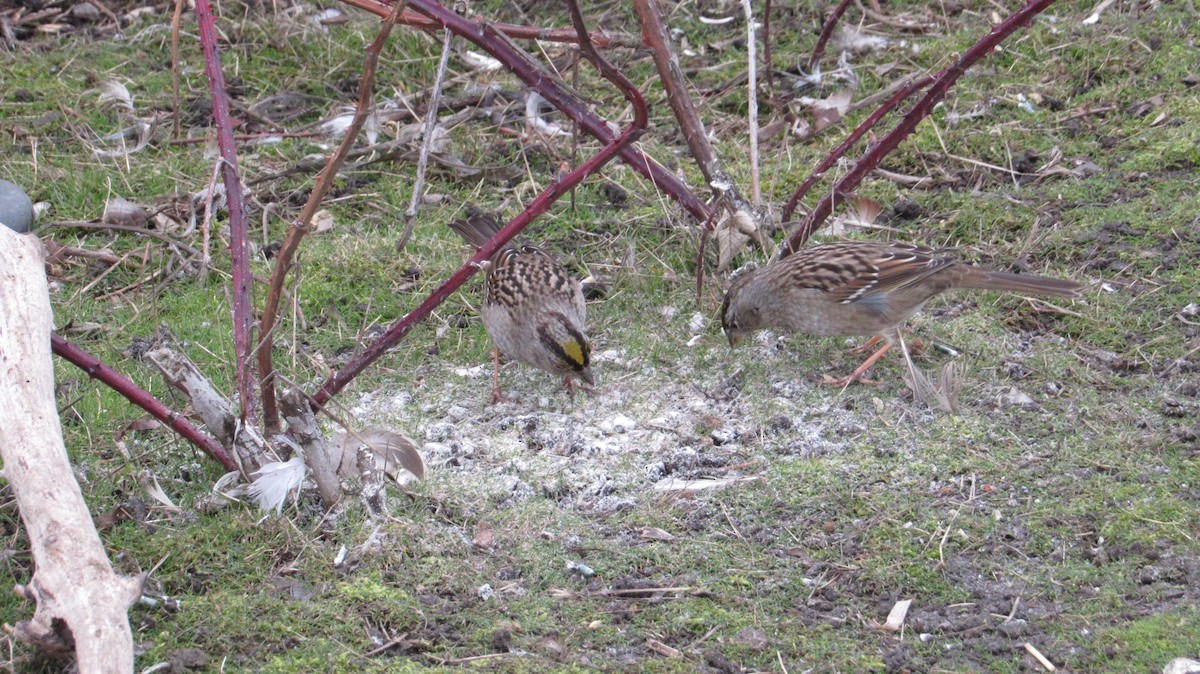 Golden-crowned Sparrow - ML531718651