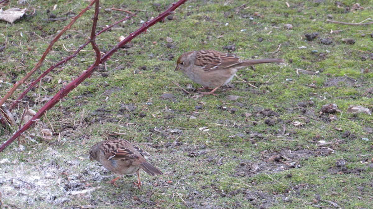 Golden-crowned Sparrow - ML531718661