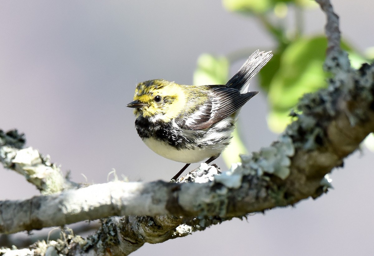 new world warbler sp. - ML53171881