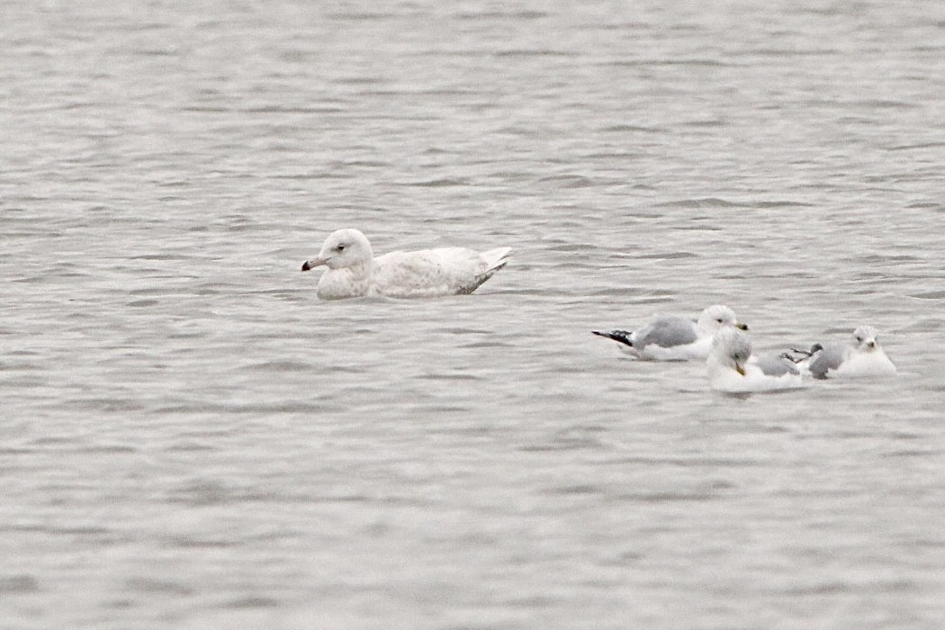 Glaucous Gull - ML531719271