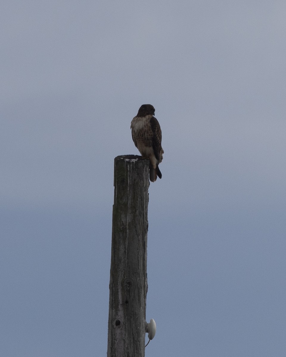 Red-tailed Hawk - ML531719441