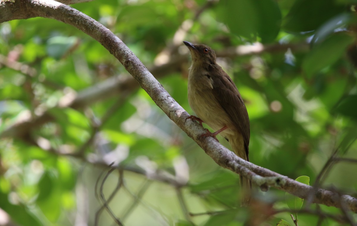 Red-eyed Bulbul - ML531720331