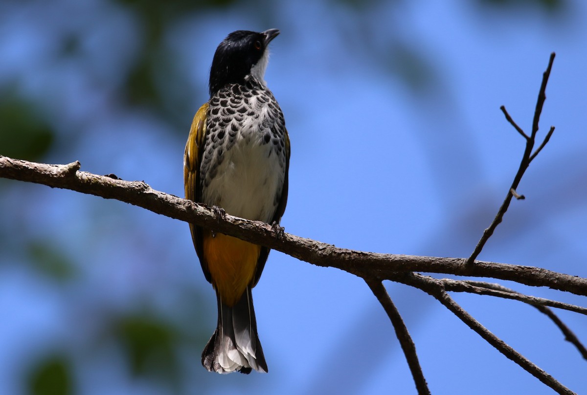 Scaly-breasted Bulbul - ML531720471