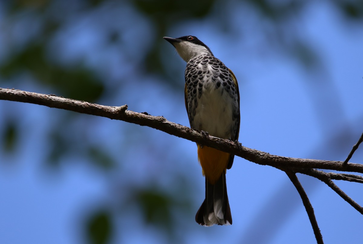 Scaly-breasted Bulbul - ML531720481