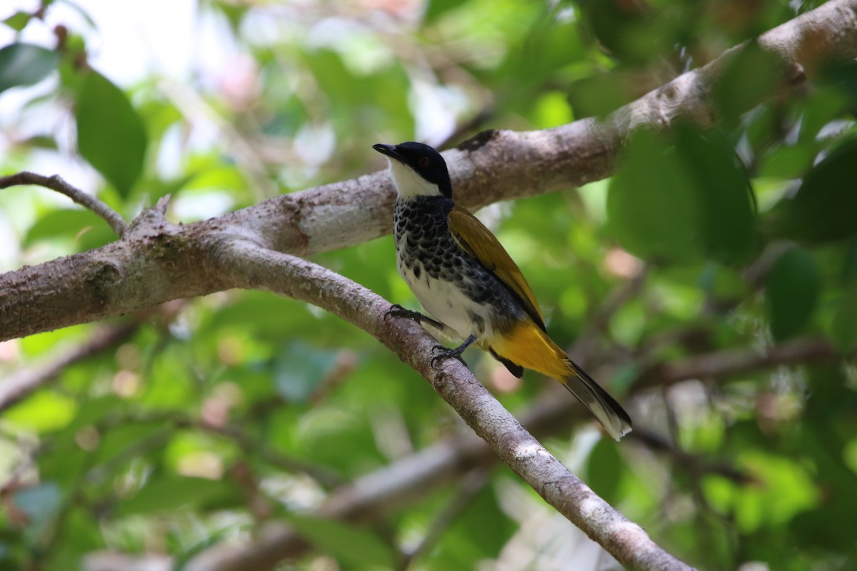 Scaly-breasted Bulbul - Ronnaphon Engchuan