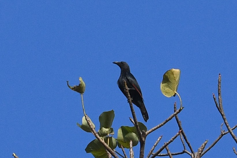 Neumann's Starling - ML531721481