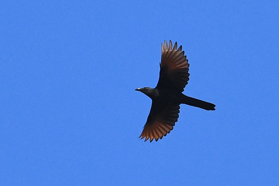 Neumann's Starling - ML531721511