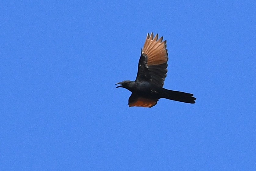 Neumann's Starling - ML531721531