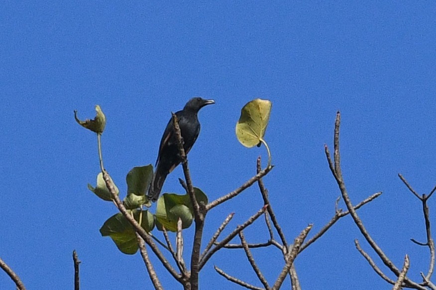 Neumann's Starling - ML531721551